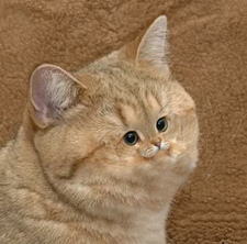 Dee
