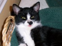 Gayle Carpenter-einhoff