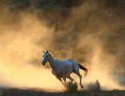 Omar Safwat