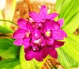 Shehani