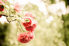 هند بنت علي