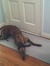 Greyhound
