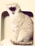 Anne 'h...