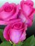 M Naseem