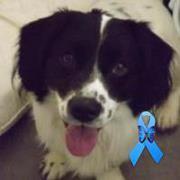 Paula Lambert van luinen