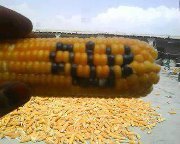 مقداد مقداد