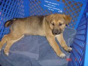 Hologram Ninethousand