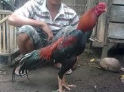 Balor Yahuud