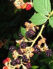 Джордж Траян