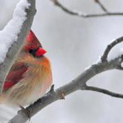 Lynnette Ehlinger dobson