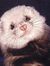Ferret ...