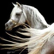 الشريف مثنى