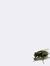 Iwan No...