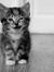 Menna S...