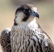 الرفيعى الرفيعي