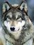 Nil Wolf