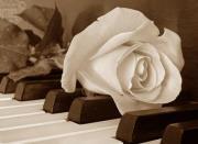 الورده البيضاء