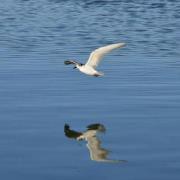 نقاء الزمرد