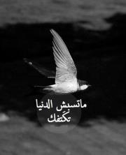 Omnia Atef