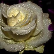 زهرة السوسن