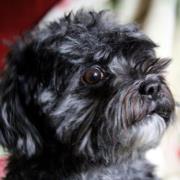 Michelle Gieldon-millard