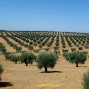 عبدالسلام النواري