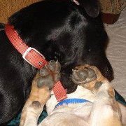 Chris Collins hendrickson