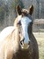 Suzelle
