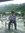 Syed