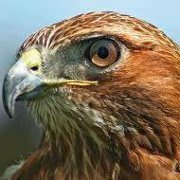 محمد البيروتي