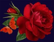 براءه ربابعه