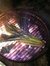 Chicory...