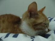 Арчибальд Чэнь