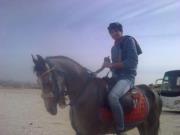 عبدالرحمن مرعى