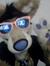 Abby Dingo