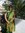 Banu Priya