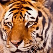 Иван Перперов