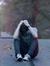 Nour Atieh