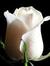 Ahlam A...