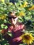 Ruth Dilger williams