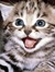 Dima