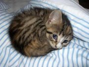 Fatcat Mcfeline