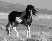 Pasnuri Eshwar reddy