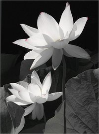 Nivetha Davidson