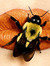 Honey Bee (sometimes I sting)