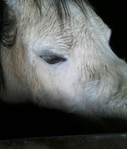 Magichooves Horseycomps