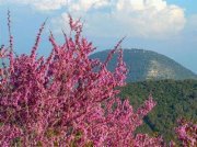 عبدالله عزايزه