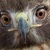 Johnny Hawk