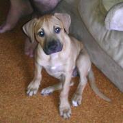 Louise Zedda-sampson