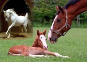 ابوعمار الزعيم